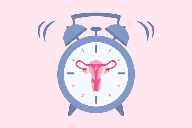 Imagem de um relógio mostrando o ciclo menstrual