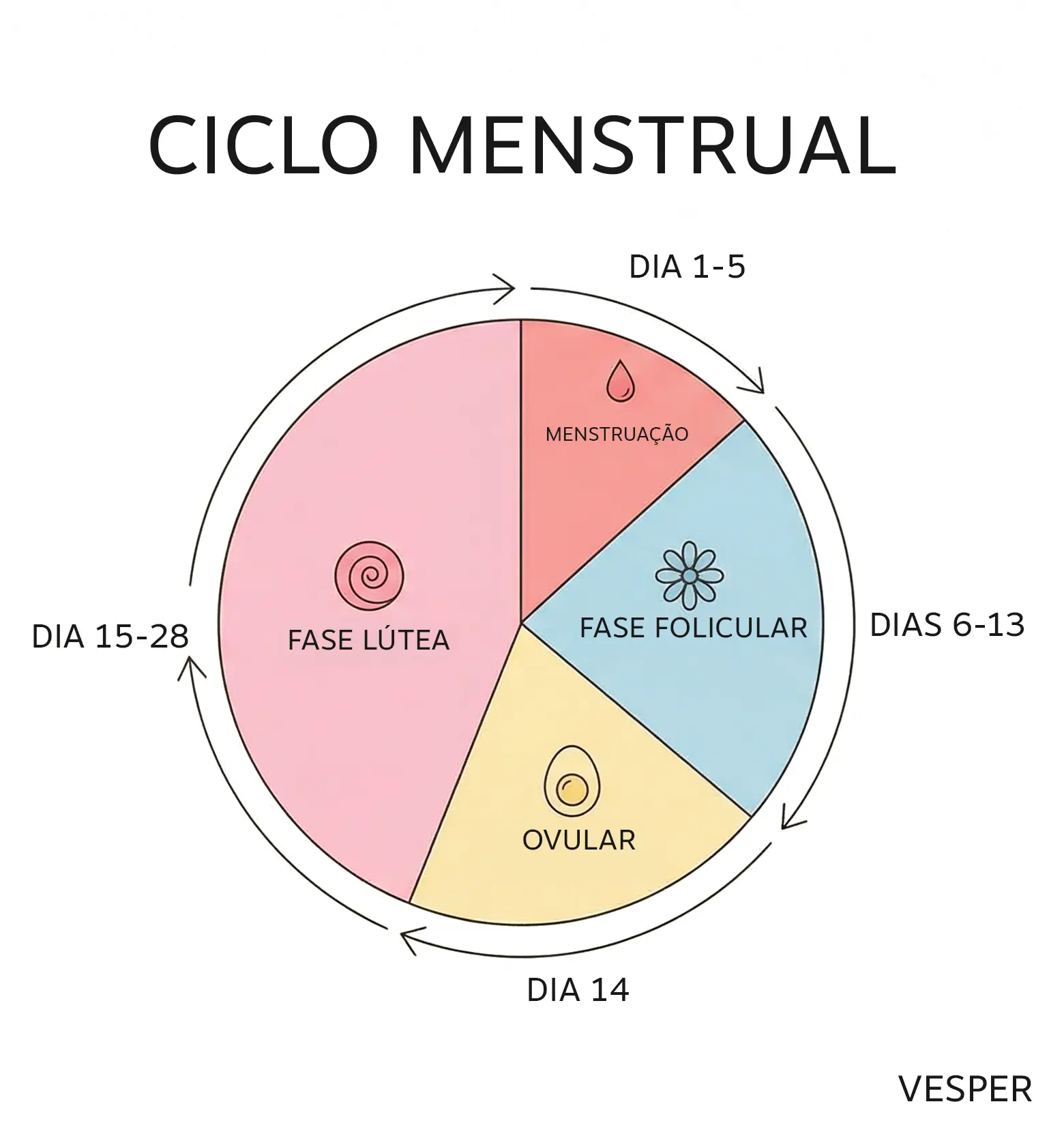 Infográfico minimalista do ciclo menstrual